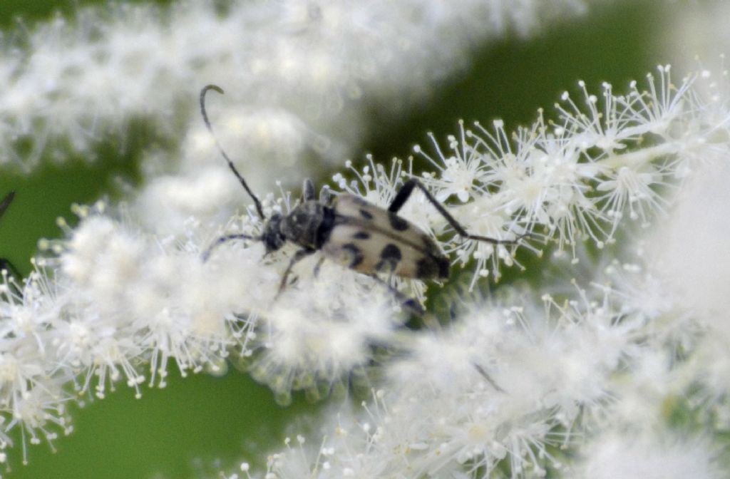 Cerambycidae: Pachytodes?    S, Pachytodes cerambyciformis